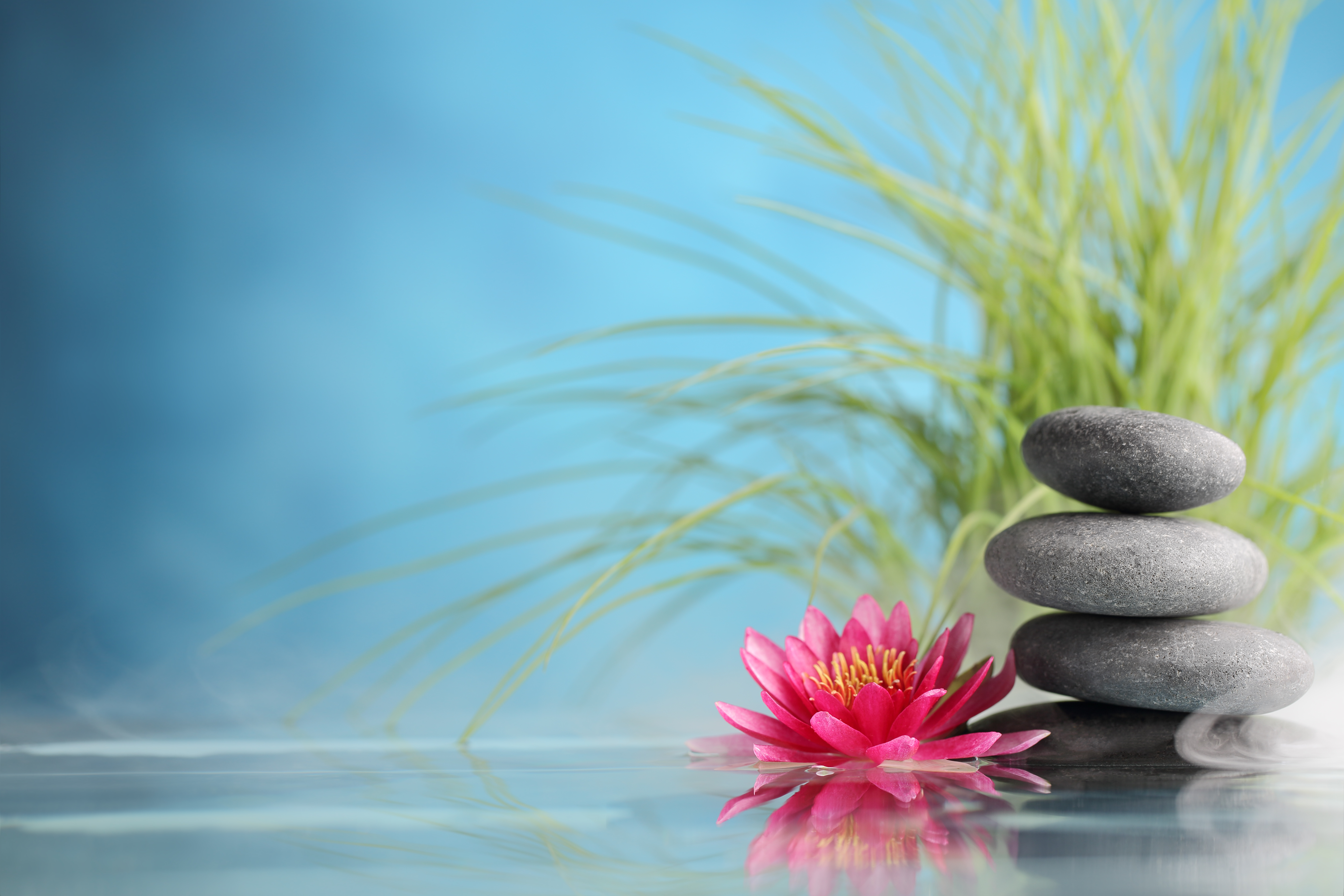 Tranquil water lily setting at the spa
